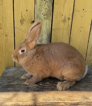 Burgundské králiky, viedenská modra - 11