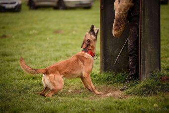Belgický ovčiak malinois - 11