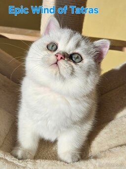 Britská krátkosrstá - 11