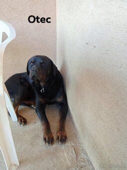 rotvailer,rottwailer,rottweiler,rotvajler - 11
