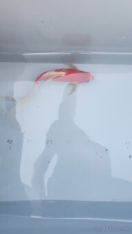 Predám Japonské butterfly koi kapre - 11
