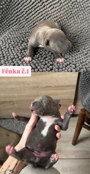 Americký stafordsirsky terier, Stafford, amstaf - 11