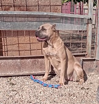 Cane corso šteniatka - 11