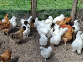 Araukany,  Ayam cemani, Brahmanky, Hodvábničky - 11