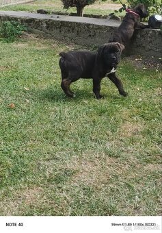Cane Corso - FENKY - 11