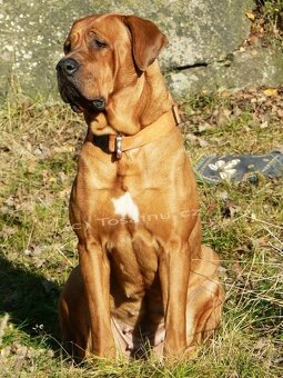 Tosa inu - krásný, mazlivý pejsek ihned k odběru - 11
