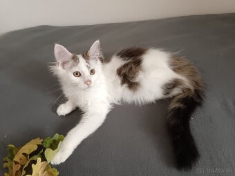 Maine coon - 11