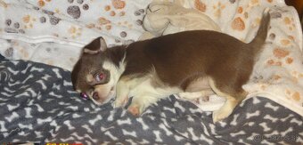 čivava krátkosrstá - 11