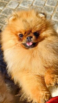 Pomeranian Mini - 11