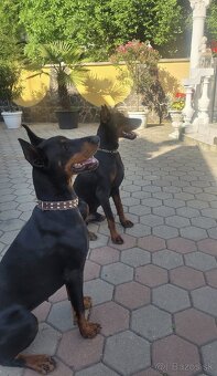 DOBERMAN ŠTENIATKA S FCI P.P. - 11