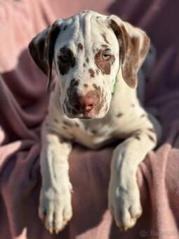 Dalmatínsky pes - 11