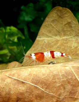 Krevetky Caridina Crystal Black a Red - 11
