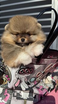 Pomeranian mini - 11