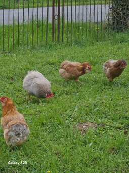 Predám nasadové vajíčka araucana - 11