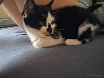 Darujem mačiatko - kocúrik - 11