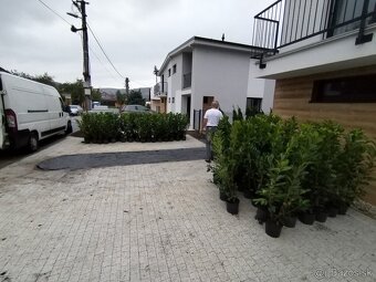 Tuja Smaragd, vavrínovec, červienka - Žilina - 11