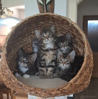 Mainská Mývalia mačka / Maine Coon - 11