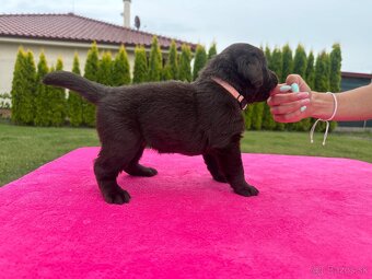 Cokoladovy labrador FCI s PP - 11