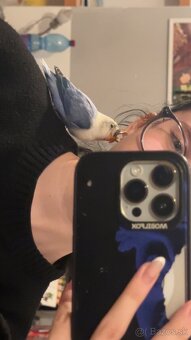 rucne dokrmene agapornisy - 11