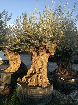 Olivovník bonsai - 11