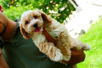 Maltipoo (malteze +Pudel = maltipoo) - 11