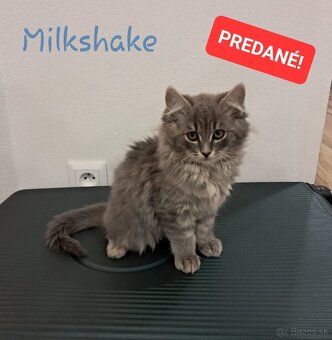Malé flufaté mačiatka si hľadajú svoj nový domov 🐾 - 11