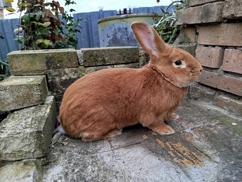 Burgundský králik - 11