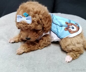 ❤️Pudlik mini toy ❤️ - 11