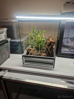 Gecko,pavuk,Had - 11