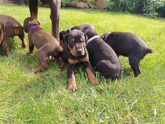 DOBERMAN - šteniatka - 11