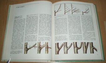 Tvarovanie a rez ovocných drevín - 11