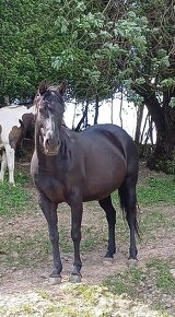 Quarter horse kobyla - 11