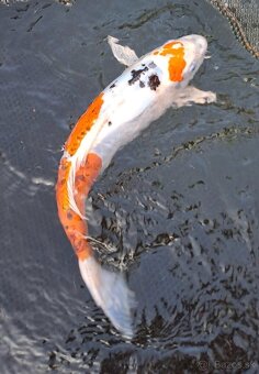 predam original japonskych koi - 11