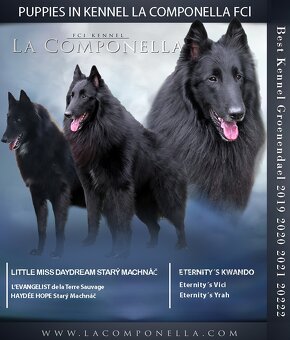 Belgický ovčiak groenendael FCI s PP po šampiónoch - 11