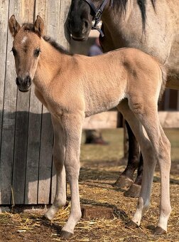 APH APHA PAINT HORSE ŽREBEC pripúšťanie - 11
