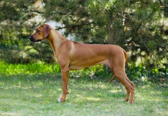 Rhodesian Ridgeback s preukazom pôvodu - 11