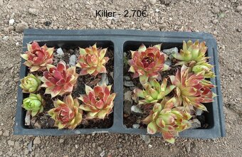 Skalné ruže (Sempervivum) - sadeničky - 11