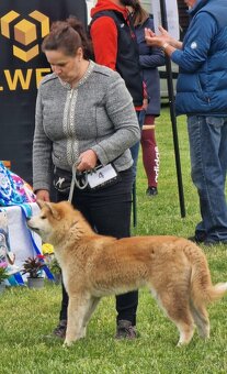 Akita inu s FCI rodokmeňom - plánovaný vrh - 11