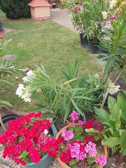 Oleander - 11