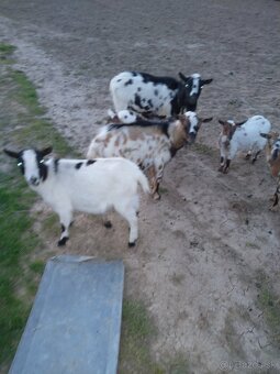 Minikozy darujem - 11