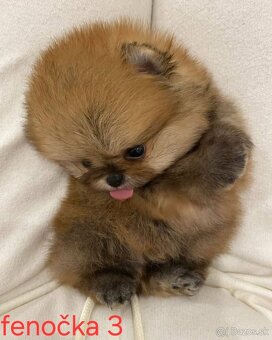 Pomeranian mini - 11