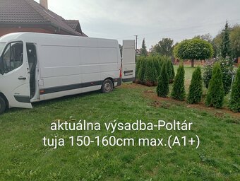 Tuja Smaragd, vavrínovec, červienka - POPRAD A OKOLIE - 11