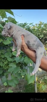 American bully xl - 11