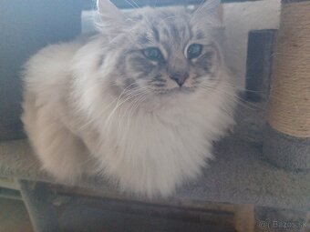 Ragdoll mačička - 11