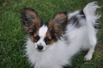 Papillon s rodokmeňom - 11