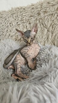 Donský sphynx  mačiatka - 11