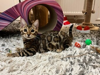 Bengalska mačka - 11