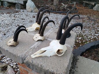 Trofeje kamzikov - 11