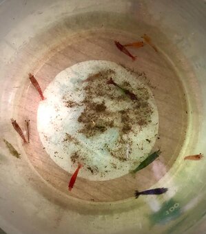 Krevetky (Caridina + Neocaridina)+rastlinky - 11