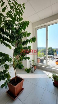 ADOMIS - prenájom kancelárie 22m2,vlastné parkovanie, Magnez - 11